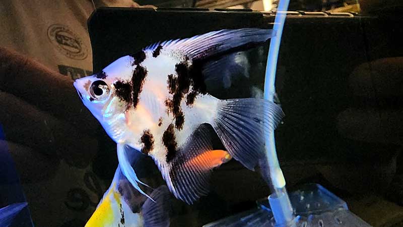 Angel-Fish