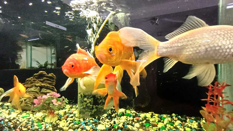 Gold-fish-for-sale