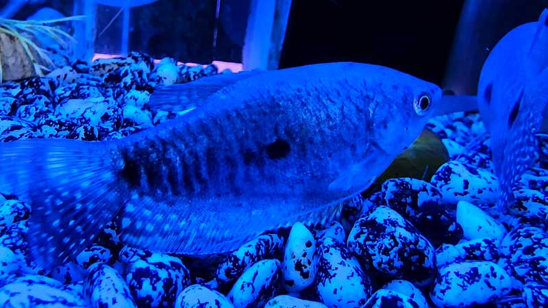 Gourami-Fish