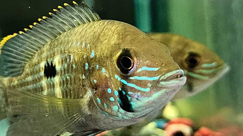 Green-terror-fish