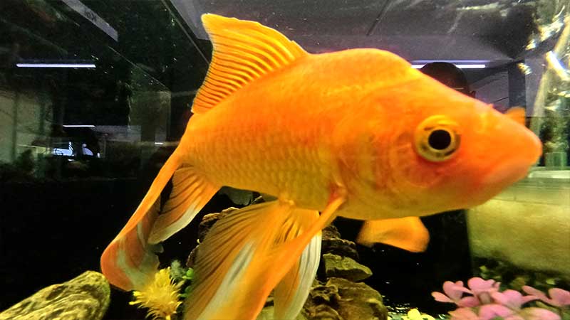 Long-finned-gold-fish