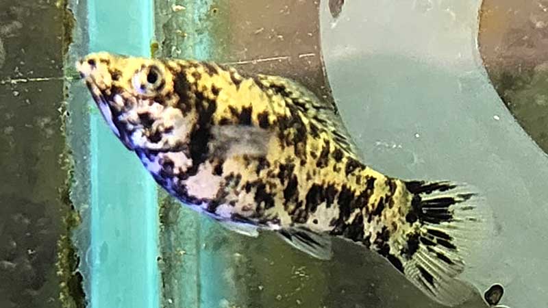 Molly-Fish