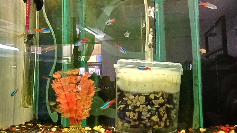 Neon-tetra