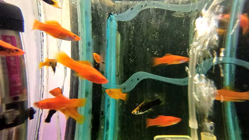 Platty-fish