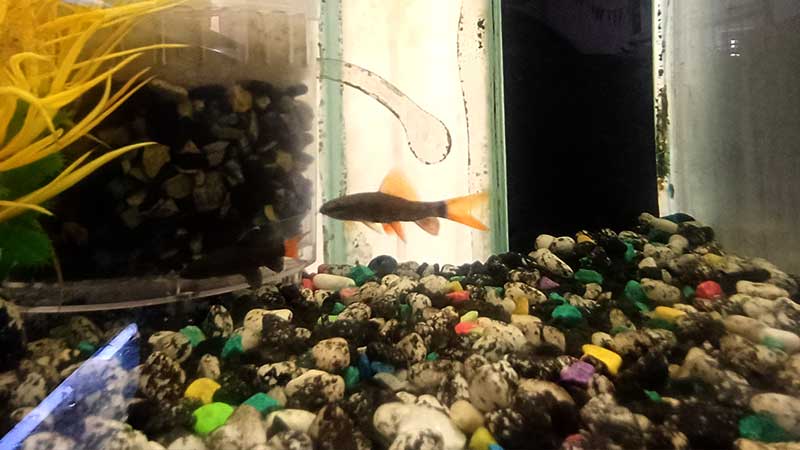 Rainbow-Shark