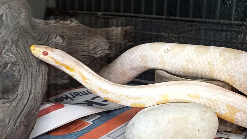 pet-snake